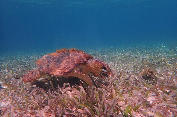 Half Day Snorkeling Tour Caye Caulker - Your Snorkel Setup: What’s Included and Why It Matters