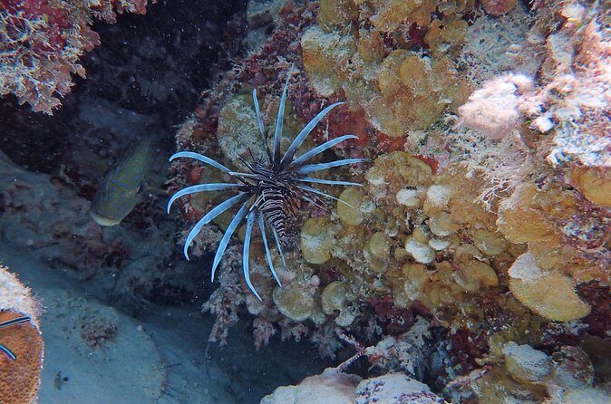 Half Day Snorkeling Tour Caye Caulker - Price: What $80 Covers (and Where the Value Shows Up)