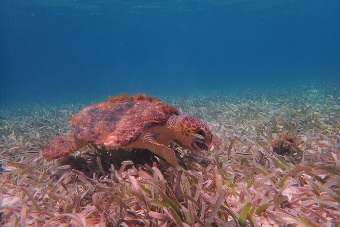 Half Day Snorkeling Tour Caye Caulker - Shark & Ray Alley: The Marine Reserve Stop Everyone Talks About