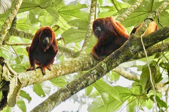 Howler Monkey Tour On The Barba Reserve - Bremen Of Philandia - Barbas-Bremen Reserve: where the howler sound does the work