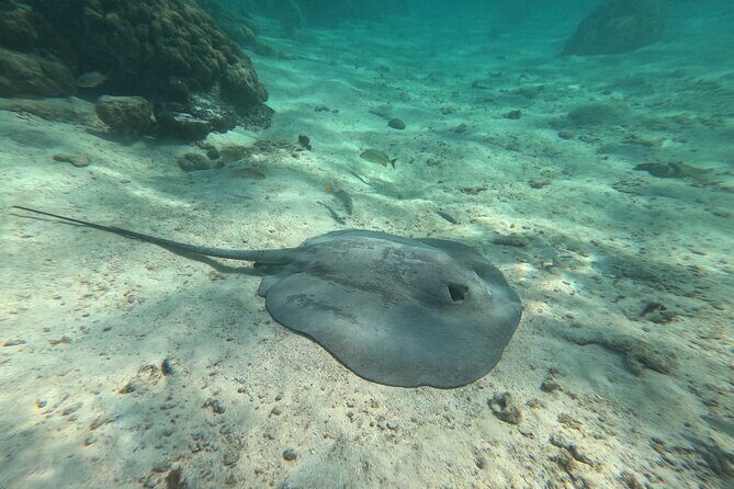 Let's snorkel Hol Chan the Best Marine Reserve in Belize - Shark Ray Alley: Nurse Sharks Close Up (With Boundaries)