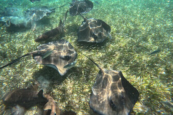 Let's snorkel Hol Chan the Best Marine Reserve in Belize - The GoPro Factor: Why This Tour Feels Like It Lasts Longer