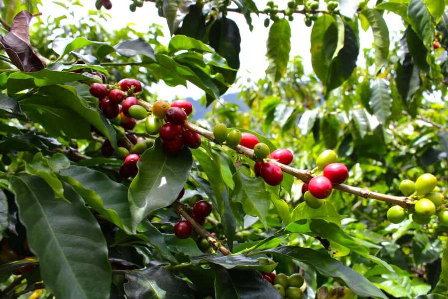 Medellín Coffee Farm Tour with Trolley and Cable Car Ride - Practical value: why $56 feels fair for this day