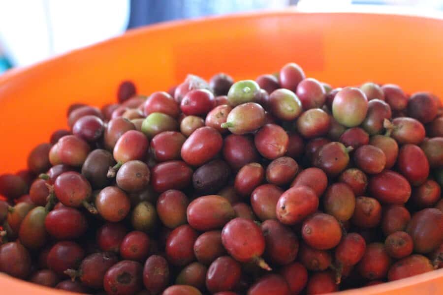 Medellin: Coffee Tour with Hotel Transfers and Meals - Welcome at the finca: aperitif, a walk, and first coffee context