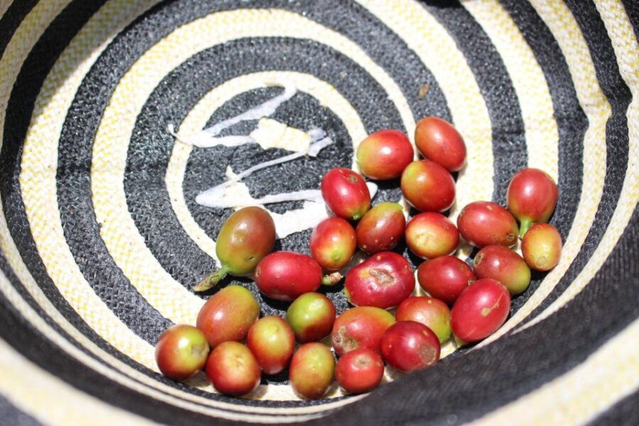 Medellin: Coffee Tour with Hotel Transfers and Meals - Coffee tasting: more than one way to brew
