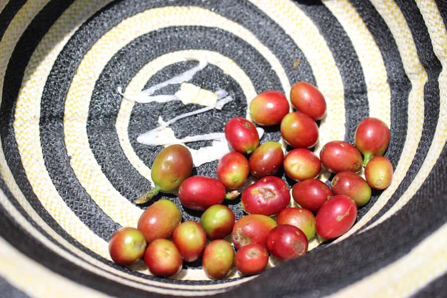 Medellin: Coffee Tour with Hotel Transfers and Meals - Lunch with fiambre paisa: the flavor break you don’t want to skip