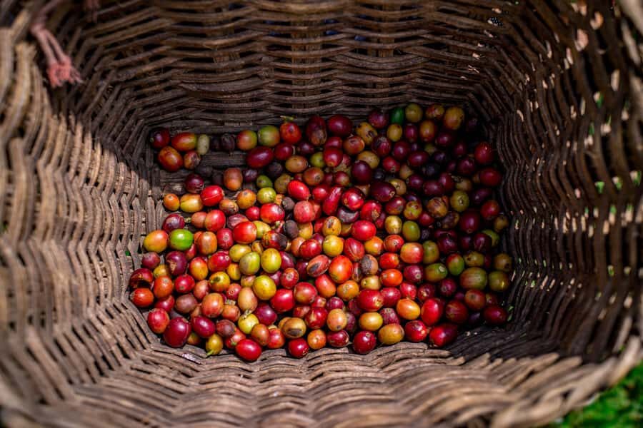 Medellin: Coffee Tour with Transport, Snacks and Tastings - Key things to know before you go