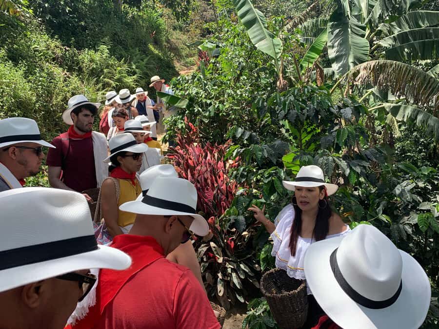 Medellin: Coffee Tour with Transport, Snacks and Tastings - Who this tour fits best (and who should skip it)