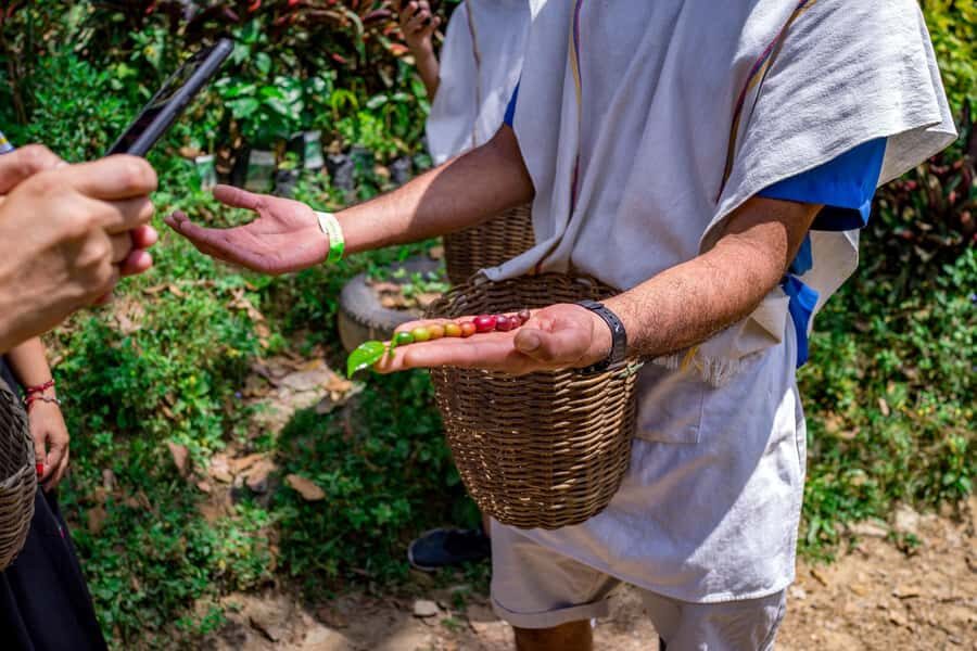 Medellin: Coffee Tour with Transport, Snacks and Tastings - The 3.5-hour guided coffee walk: history, bean picking, and processing