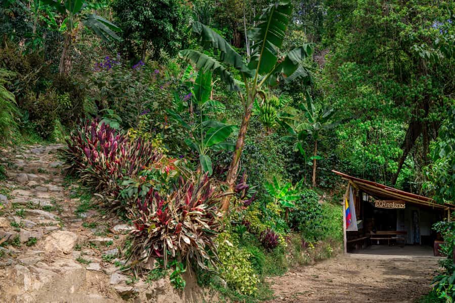 Medellin: Coffee Tour with Transport, Snacks and Tastings - Price and value: why $80 can make sense for a full working-farm day