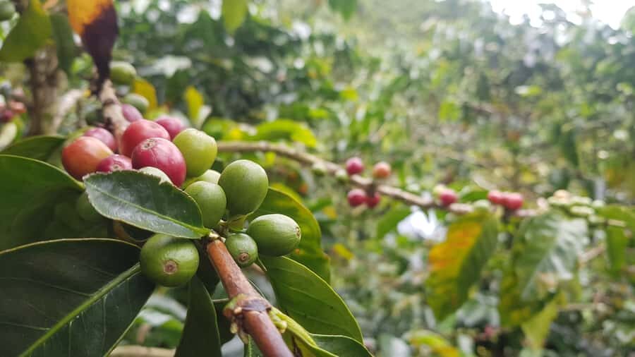 Medellin: Guatape, El Peñol Coffee Farm Private Tour & Fruit - Key highlights worth getting excited about