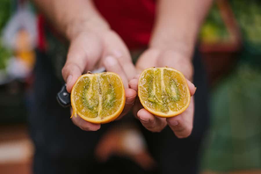 Medellín: Guided Exotic Fruits Tour - How the Guide Turns Fruit Into Culture (Not Just Facts)