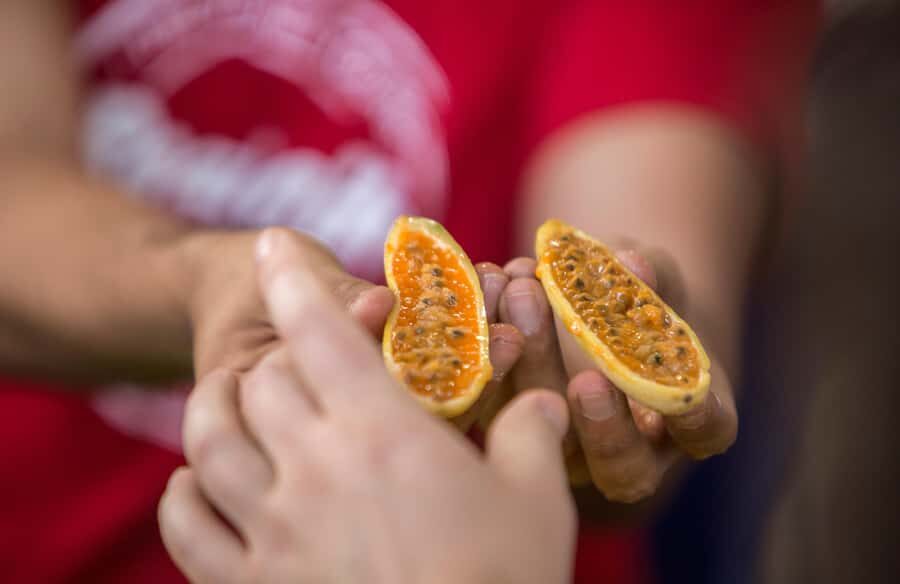 Medellín: Guided Exotic Fruits Tour - Price and Value: Why $36 Can Make Sense Here