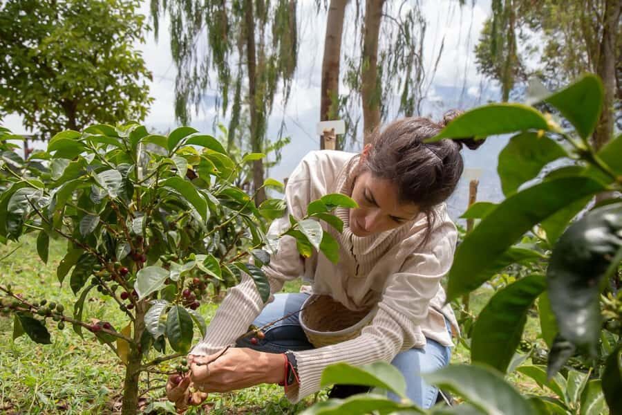 Medellin: Horseback Riding Coffee Farm Tour with Coffee Spa - The 35-minute muleteer-path ride: what the horse time is really like