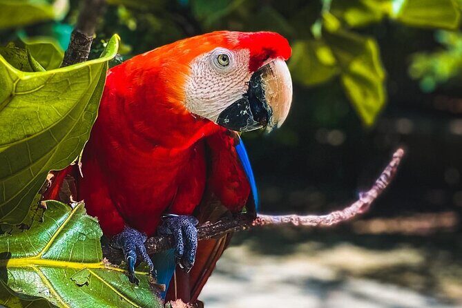 National Aviary & Mambo Beach Club Baru - Playa Blanca - Why this Cartagena day trip works: Aviary plus Barú beach