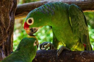 National Aviary & Mambo Beach Club Baru - Playa Blanca - Entering the Aviario Nacional de Colombia: trek, bird show, and what to expect
