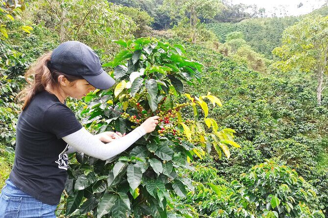 Private coffee tour near Medellín, from bean to cup. - Getting There: Pickup, Drive Time, and How the 4–5 Hours Works