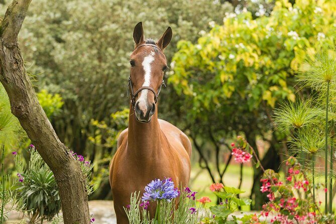 Private Guided Tour of Colombia’s Paso Fino Horse - Welcome with Colombian coffee and ranch conversation