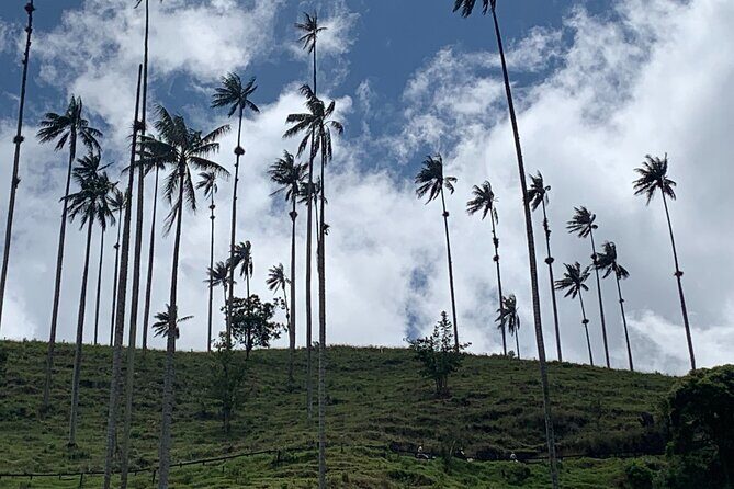 Salento, Cocora and Filandia Private Tour from Pereira or Armenia - Salento’s Royal Street: colonial facades, crafts, and real town energy