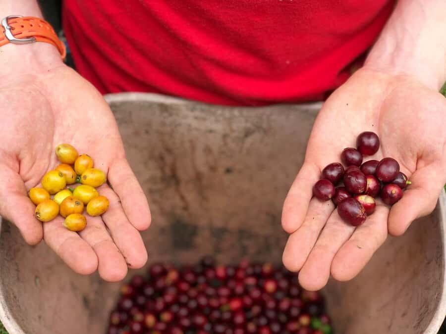 Salento: Coffee Farm Tour with Tasting - Planting seedlings and picking cherries: the hands-on part that changes your perspective