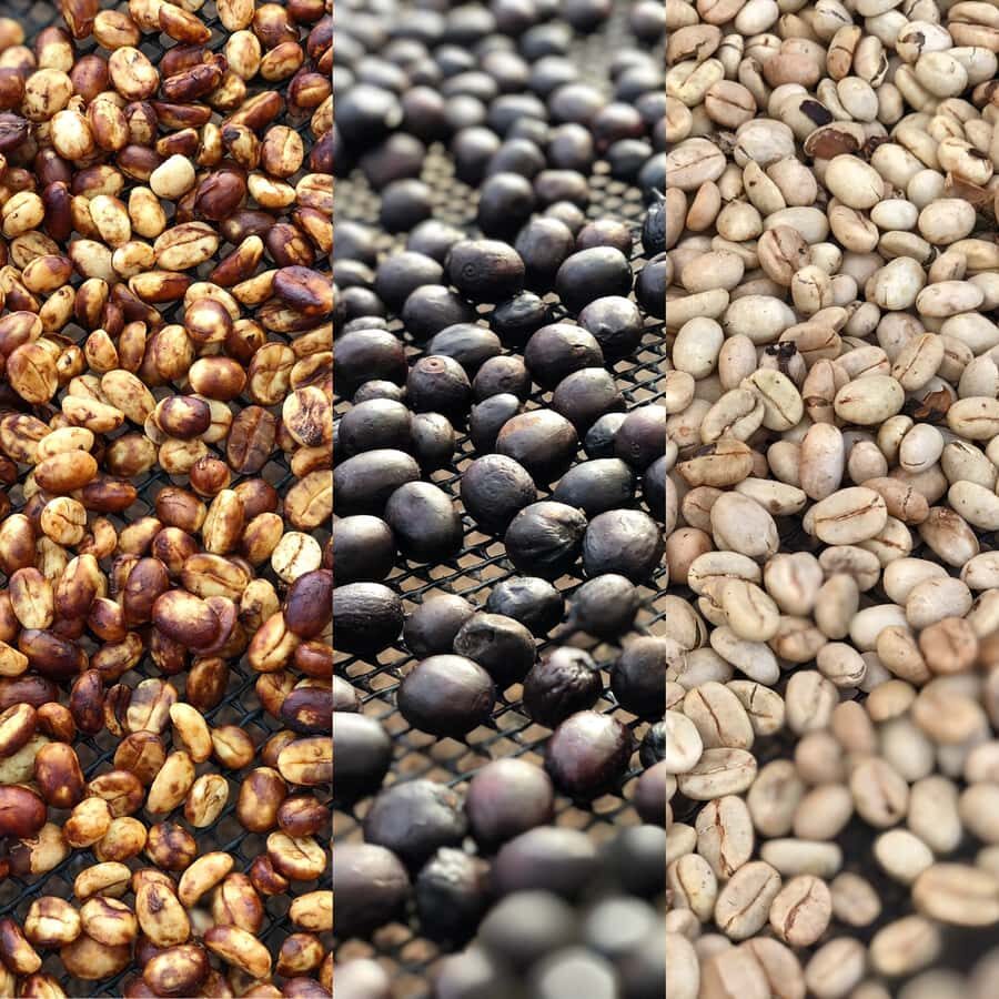 Salento: Coffee Farm Tour with Tasting - Price and value: what your $101 includes (and why it matters)