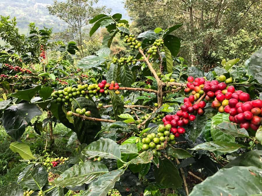 Salento: Coffee Farm Tour with Tasting - What to bring for plantation walking and changing weather