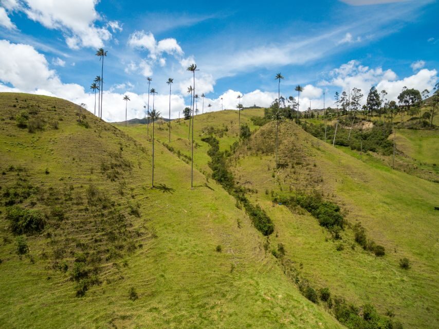 Salento: Private Cocora Valley, Salento & Coffee Farm Tour - Who this tour fits best
