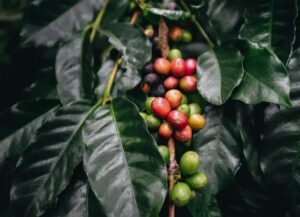 Santa Marta: Minca Coffee, Cocoa, & Waterfall Full-Day Trip - The jungle hiking pace: how hard is it, really?