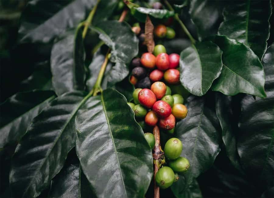Santa Marta: Minca Coffee, Cocoa, & Waterfall Full-Day Trip - The jungle hiking pace: how hard is it, really?