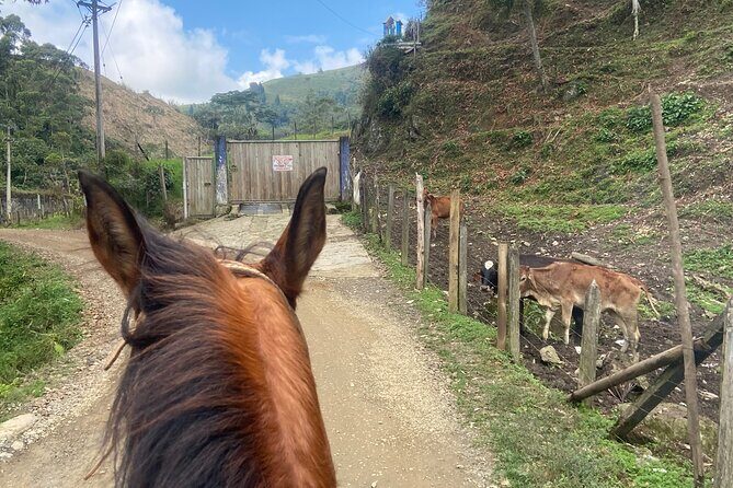 Scenic Horseback Riding in the Medellín Mountains - Price and value: $66.60 that actually makes sense