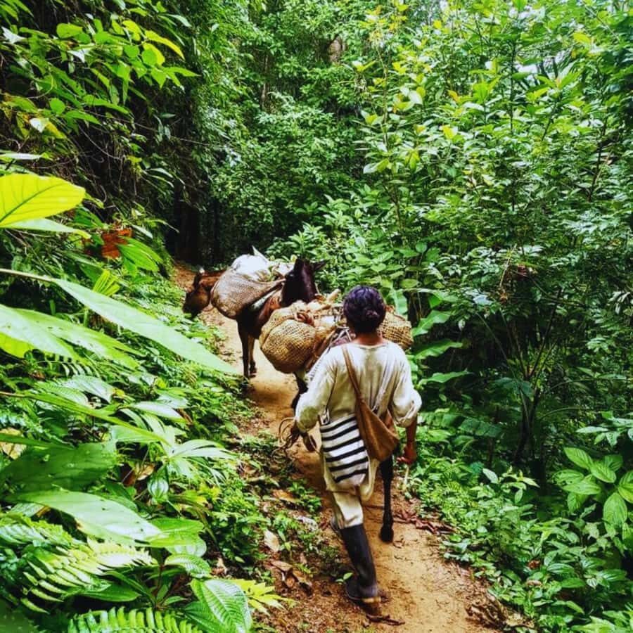 Trekking History and Indigenous Heritage in Minca + Cacao & Coffee + Waterfall - Cabanas Bosque Cacao: Coffee and Cacao Taught Through Daily Life
