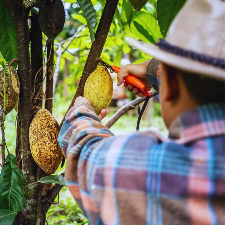 Trekking History and Indigenous Heritage in Minca + Cacao & Coffee + Waterfall - How Guides Shape the Experience (And Why This Matters)